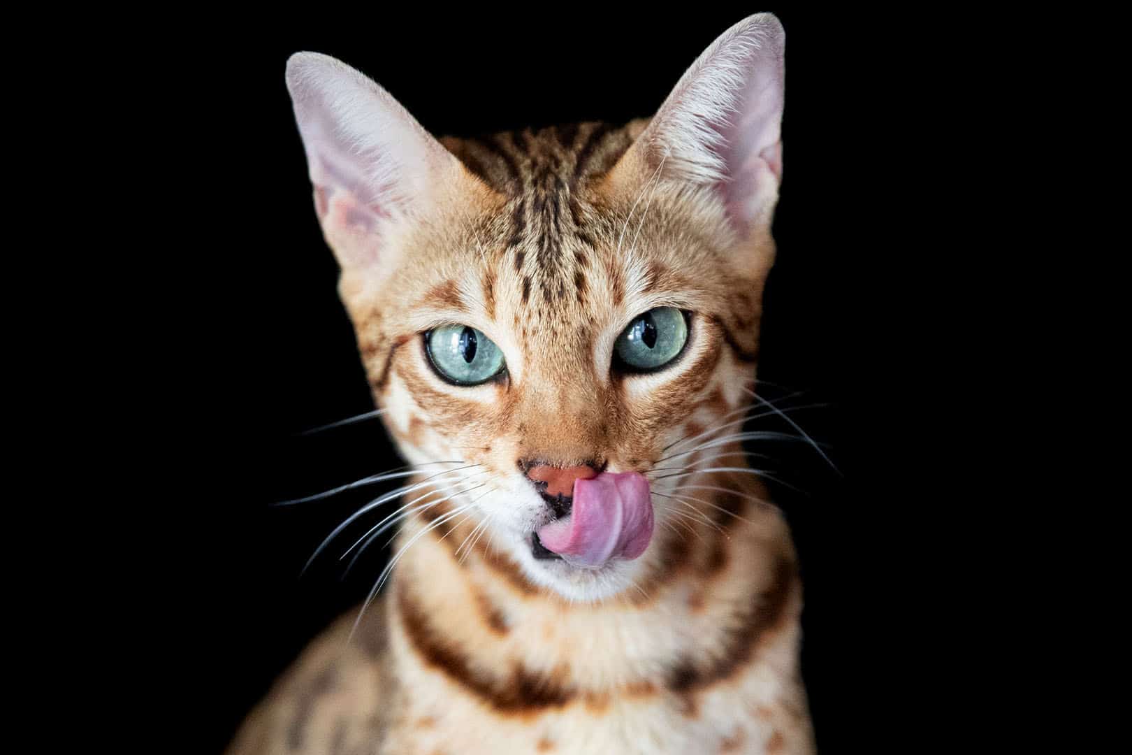 How to Feed a Bengal Cat