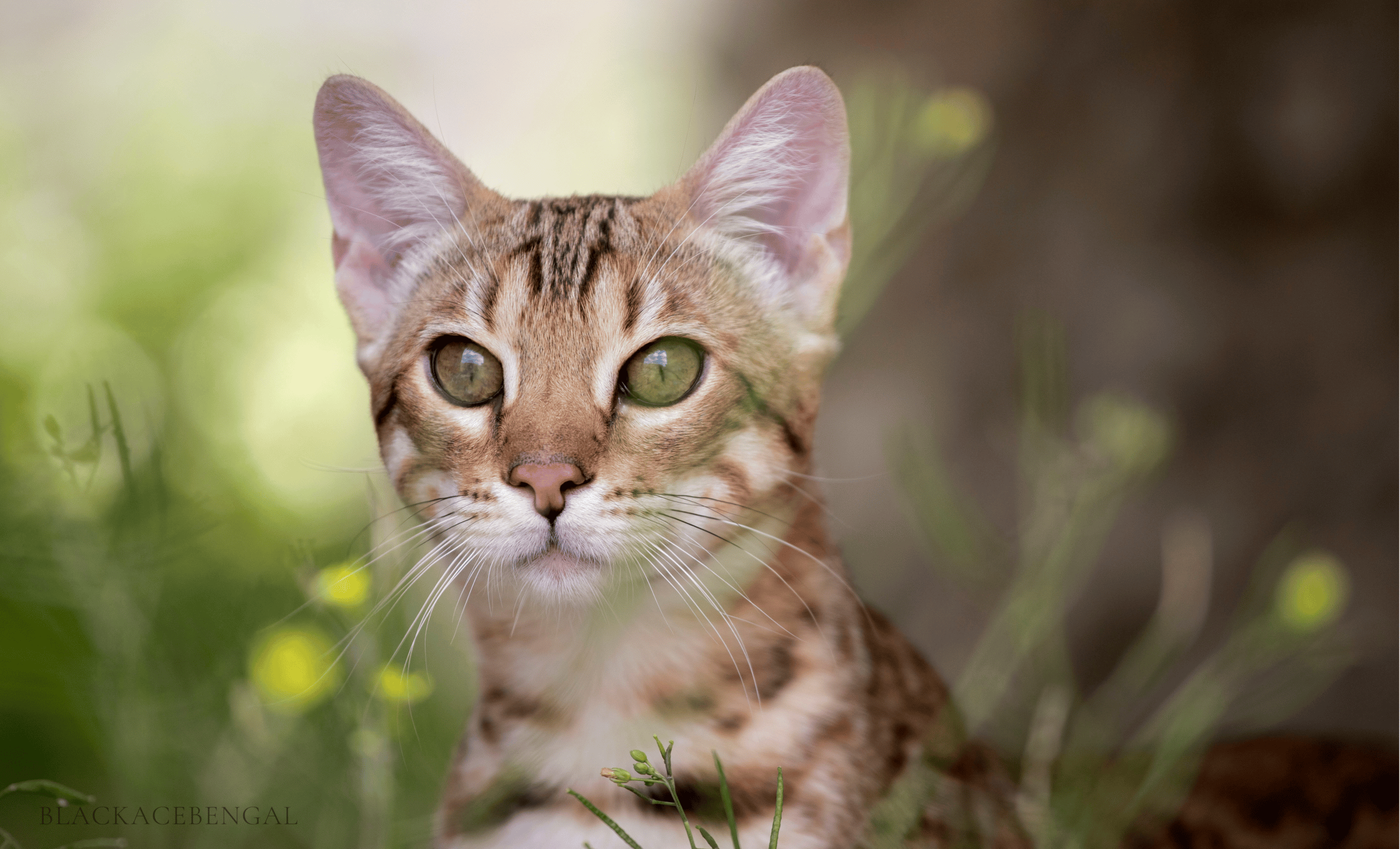 World's Top 12 Priciest Cat Breeds: Spotlight on Ashera and Savannah