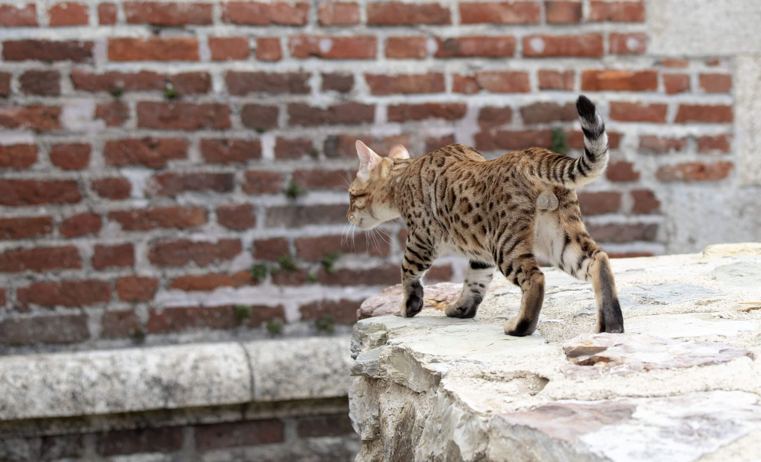Other Fun Facts About Bengal Cats