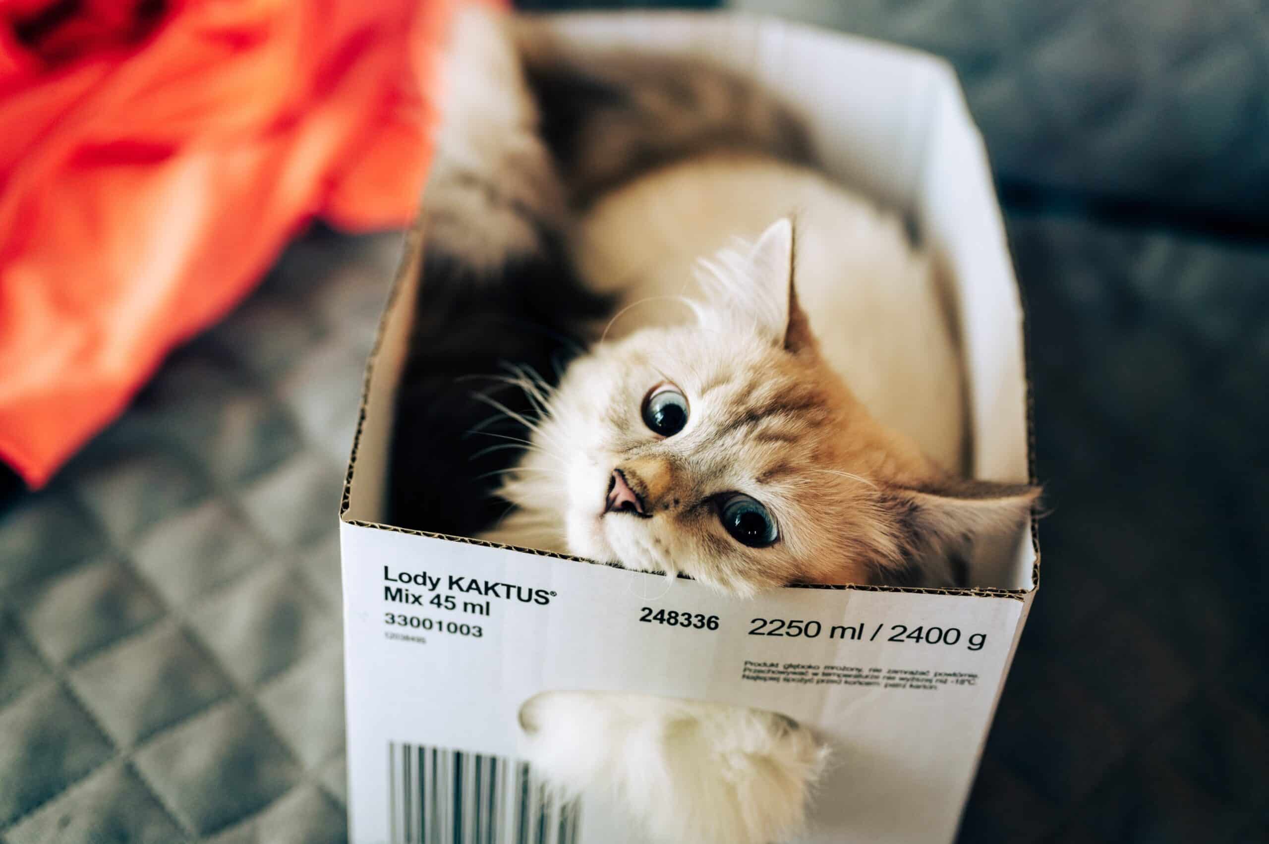 A Cat in a Box 