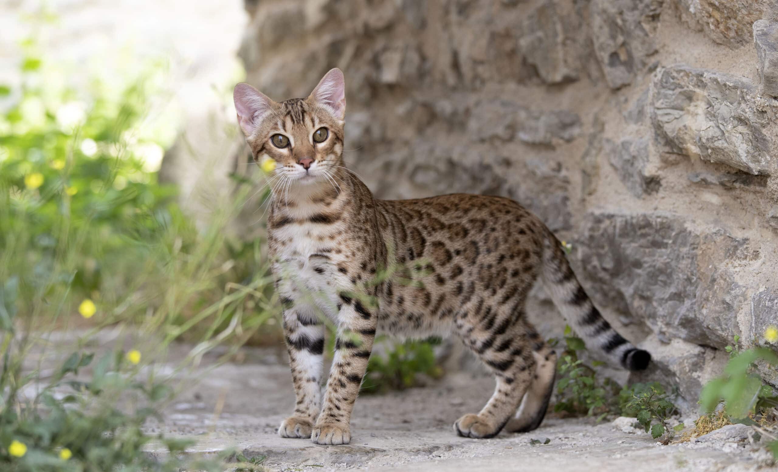 World's Top 12 Priciest Cat Breeds: Spotlight on Ashera and Savannah