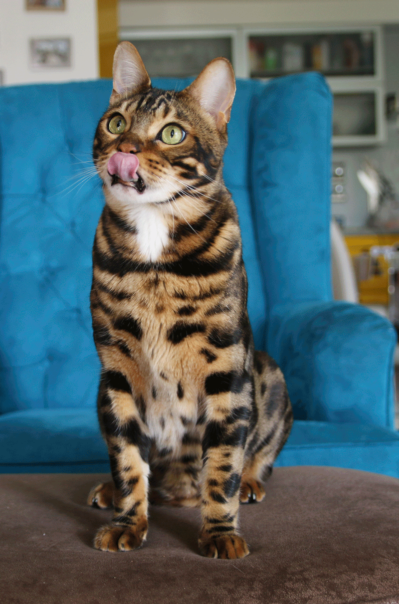 Are Bengal Cats Easy to Train
