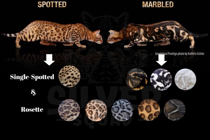 Bengal Cat Personality, Temperament and Traits